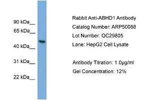 WB Suggested Anti-ABHD1  Antibody Titration: 0. (ABHD1 antibody  (Middle Region))