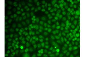Immunofluorescence analysis of A549 cell using GADD45A antibody. (GADD45A antibody  (AA 1-165))