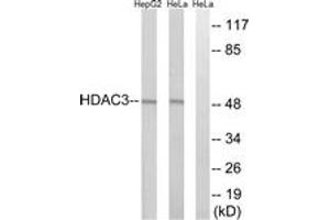 Western blot analysis of extracts from HepG2/HeLa cells, using HDAC3 Antibody. (HDAC3 antibody  (AA 379-428))