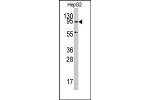 Image no. 1 for anti-DNA (Cytosine-5-)-Methyltransferase 3 alpha (DNMT3A) (C-Term) antibody (ABIN356552) (DNMT3A antibody  (C-Term))