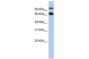 GGN antibody used at 1 ug/ml to detect target protein. (GGN antibody  (N-Term))