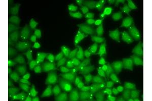 Immunofluorescence analysis of HeLa cells using EIF3E antibody (ABIN5973164). (EIF3E antibody)