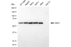 anti-NEDD8 Activating Enzyme E1 Subunit 1 (NAE1) antibody