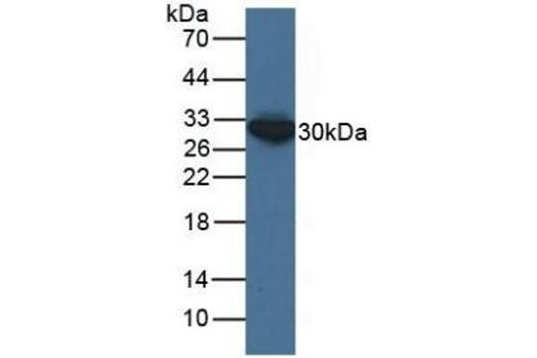 ECH1 antibody  (AA 1-328)