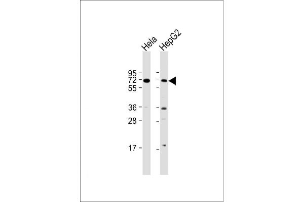 ZBTB7B anticorps  (C-Term)