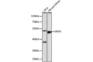 Western blot analysis of extracts of various cell lines, using GRSF1 antibody (ABIN7267319) at 1:1000 dilution. (GRSF1 antibody)
