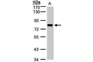 WB Image Sample(30 ug whole cell lysate) A:Raji , 7. (TAF15 antibody  (Center))