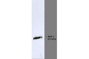 Image no. 1 for anti-Reticulon 1 (RTN1) antibody (ABIN959501) (Reticulon 1 antibody)
