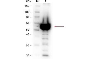 Western Blot of Rabbit anti-Alpha Amylase Antibody Biotin Conjugated. (Amylase, alpha antibody  (Biotin))