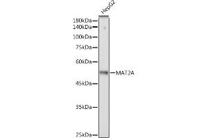 Western blot analysis of extracts of HepG2 cells, using MA antibody (ABIN7268487) at 1:3000 dilution. (MAT2A antibody)