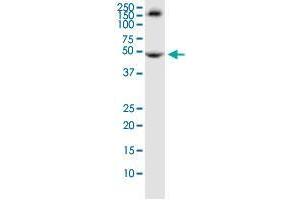 TRIM72 monoclonal antibody (M04), clone 2B8. (TRIM72 antibody  (AA 378-477))