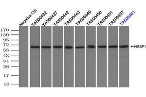 Image no. 1 for anti-Nuclear Receptor Binding Protein 1 (NRBP1) antibody (ABIN1499824) (NRBP1 antibody)
