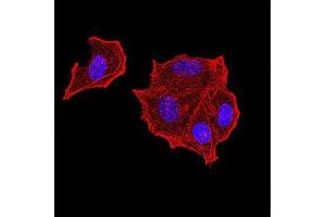 Immunofluorescence analysis of Hela cells using PTPN14 mouse mAb. (PTPN14 antibody  (AA 896-1169))