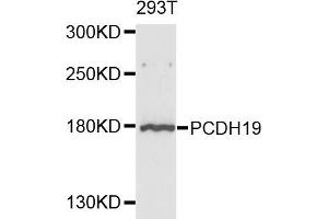 Western blot analysis of extracts of 293T cells, using PCDH19 antibody. (PCDH19 antibody)