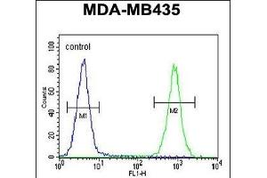 CS Antibody (N-term) 1271a flow cytometric analysis of MDA-M cells (right histogr) compared to a negative control cell (left histogr). (CAMSAP1 antibody  (N-Term))