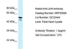 WB Suggested Anti-JUN Antibody   Titration: 1.