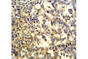 G6PD antibody IHC analysis in formalin fixed and paraffin embedded testis. (Glucose-6-Phosphate Dehydrogenase antibody  (AA 297-326))