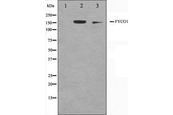 FYCO1 antibody  (Internal Region)