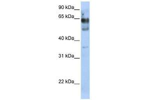 ZNF564 antibody used at 0. (ZNF564 antibody  (N-Term))