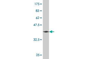 Western Blot detection against Immunogen (37. (GRIN2B antibody  (AA 127-236))