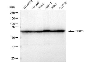 Western blotting analysis using DDX5 antibody (ABIN7798288).