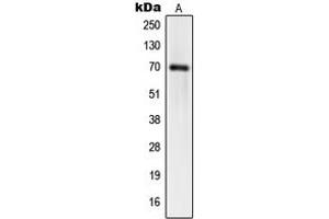 Western blot analysis of hnRNP Q expression in HT1080 (A), HeLa (B), HuvEc (C) whole cell lysates. (SYNCRIP antibody  (Center))
