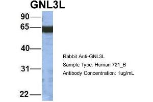 Host: Rabbit Target Name: GNL3L Sample Type: 721_B Antibody Dilution: 1. (GNL3L antibody  (N-Term))