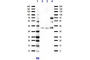 Western Blot of Rabbit anti-BCL3 antibody Western Blot of Rabbit anti-BCL3 antibody. (BCL3 antibody  (C-Term))