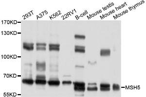 Western blot analysis of extracts of various cell lines, using MSH5 antibody (ABIN4904431) at 1:1000 dilution. (MSH5 antibody)