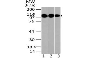 Image no. 1 for anti-Lysine (K)-Specific Demethylase 1A (KDM1A) (AA 97-328) antibody (ABIN5027337) (LSD1 antibody  (AA 97-328))