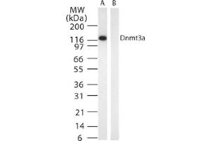 DNMT3A mAb tested by Western blot. (DNMT3A antibody)