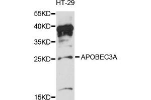 Western blot analysis of extracts of HT-29 cells, using APOBEC3A antibody (ABIN6291777) at 1:3000 dilution.