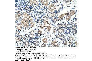 Rabbit Anti-NR2F2 Antibody       Paraffin Embedded Tissue:  Human alveolar cell   Cellular Data:  Epithelial cells of renal tubule  Antibody Concentration:   4.