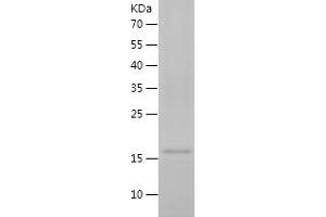 Western Blotting (WB) image for Caspase 1 (CASP1) (AA 120-269) protein (His tag) (ABIN7122160) (Caspase 1 Protein (CASP1) (AA 120-269) (His tag))