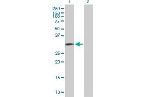 Western Blot analysis of LIF expression in transfected 293T cell line by LIF MaxPab polyclonal antibody. (LIF antibody  (AA 1-202))
