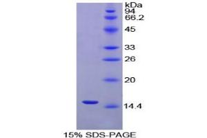 SDS-PAGE analysis of Chicken Inhibin beta A Protein. (INHBA Protein)