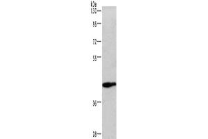 Western Blotting (WB) image for anti-Wingless-Type MMTV Integration Site Family, Member 3A (WNT3A) antibody (ABIN5544259) (WNT3A antibody)