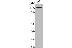 Western Blot analysis of NIH-3T3 cells using NY-CO-1 Polyclonal Antibody (NEMF antibody  (C-Term))