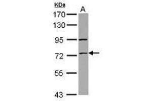 Image no. 2 for anti-Zinc Finger Protein 530 (ZNF530) (AA 1-190) antibody (ABIN1501847) (ZNF530 antibody  (AA 1-190))
