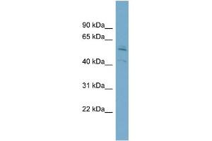 WB Suggested Anti-SNTB1 Antibody Titration:  0.