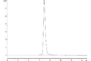 Size-exclusion chromatography-High Pressure Liquid Chromatography (SEC-HPLC) image for SARS-CoV-2 Spike (RBD) protein (mFc Tag) (ABIN7274398)