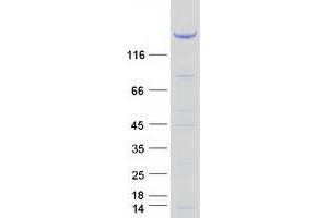 Validation with Western Blot (TBC1D4 Protein (Myc-DYKDDDDK Tag))