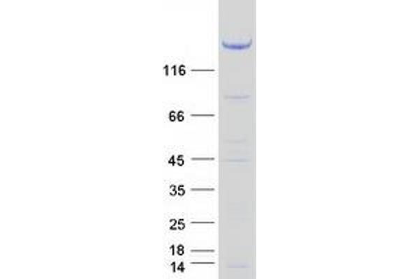 TBC1D4 Protein (Myc-DYKDDDDK Tag)