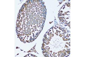 Immunohistochemistry of paraffin-embedded mouse testis using FDFT1 antibody (ABIN1882356) at dilution of 1:100 (20x lens).