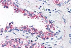 Anti-5HT1B Receptor antibody  ABIN1048254 IHC staining of human prostate. (5HT1B Receptor antibody  (Internal Region))