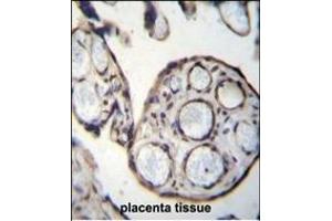 CN6 Antibody (Center) 12546c immunohistochemistry analysis in formalin fixed and paraffin embedded human placenta tissue followed by peroxidase conjugation of the secondary antibody and DAB staining. (Calpain 6 antibody  (AA 390-419))