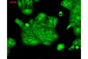 Immunocytochemistry/Immunofluorescence analysis using Rabbit Anti-ERK1 Polyclonal Antibody . (ERK1 antibody  (APC))