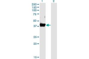 Western Blot analysis of CD55 expression in transfected 293T cell line by DAF monoclonal antibody (M02), clone 1D7. (CD55 antibody  (AA 35-134))