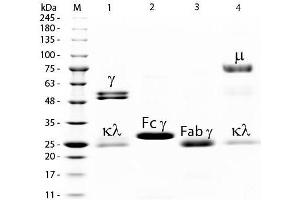 SDS-PAGE of Rat IgG Whole Molecule Agarose Conjugated .