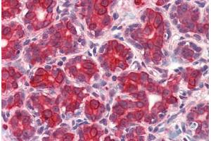 Anti-GM2A antibody  ABIN1048677 IHC staining of human breast. (GM2A antibody  (Internal Region))